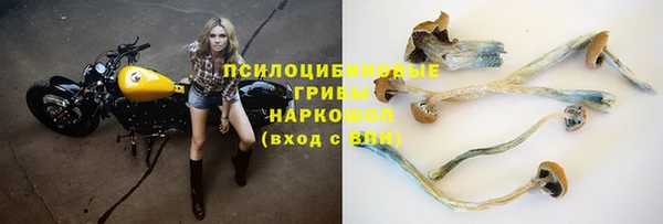 сатива Беломорск
